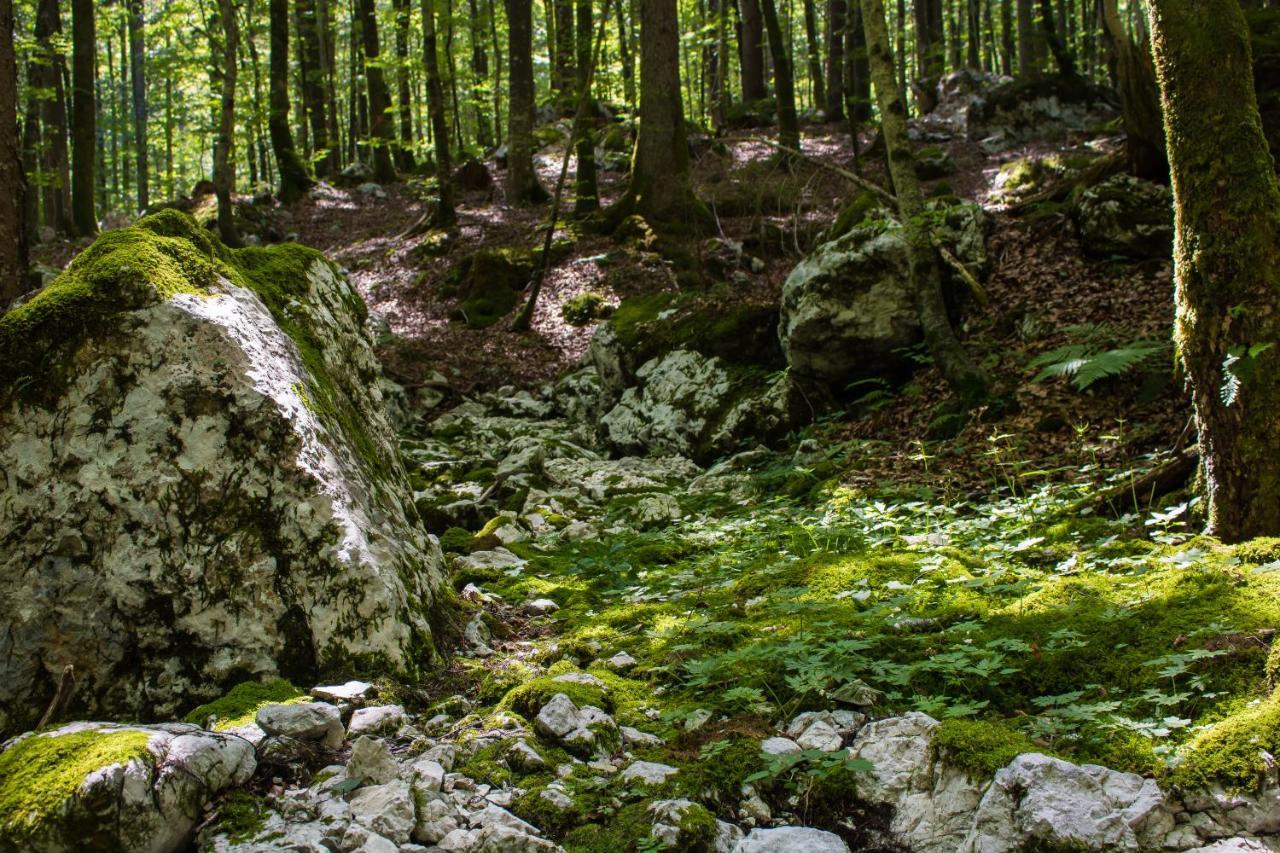 Apartma Petra Ravnik - Wanderer'S Hut Daire Bohinj Dış mekan fotoğraf
